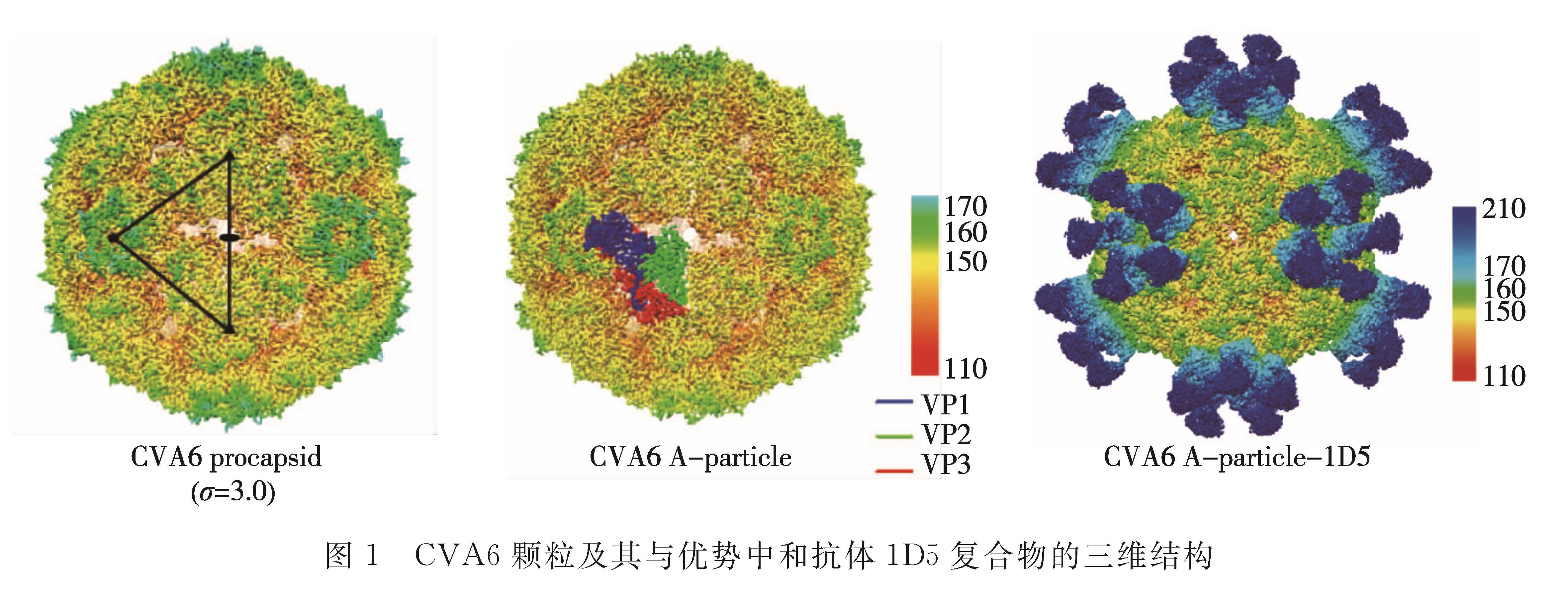 图1 CVA6颗粒及其与优势中和抗体1D5复合物的三维结构