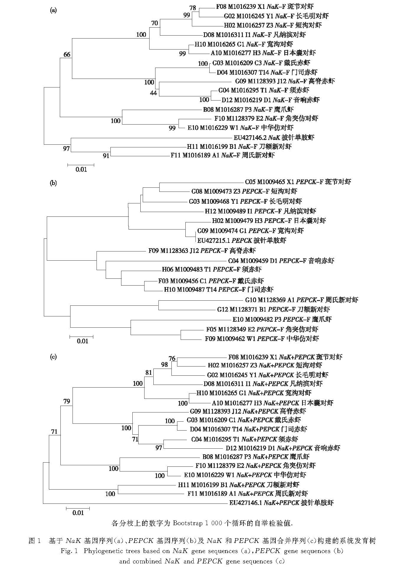 图1 基于NaK基因序列(a)、PEPCK基因序列(b)及NaK和PEPCK基因合并序列(c)构建的系统发育树<br/>Fig.1 Phylogenetic trees based on NaK gene sequences(a),PEPCK gene sequences(b)