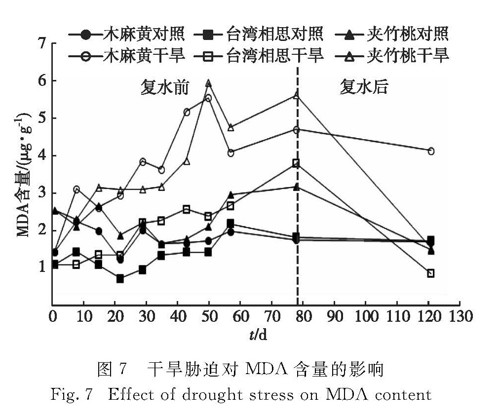 图7 干旱胁迫对MDA含量的影响<br/>Fig.7 Effect of drought stress on MDA content